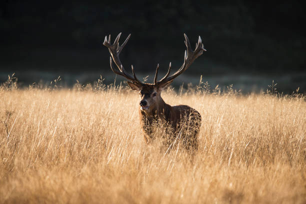 istock Majestic red deer stag cervus elaphus bellowing in open landscape 692751400