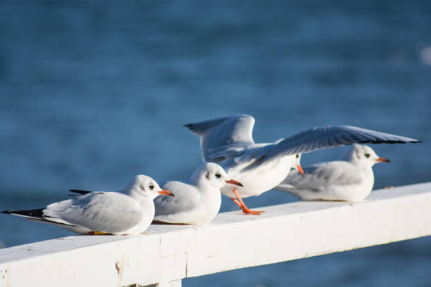 istock Seagull sitting on a wooden pier handrail 692751440