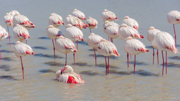 オオフラミンゴ - flamingo bird isolated animal leg ストックフォトと画像