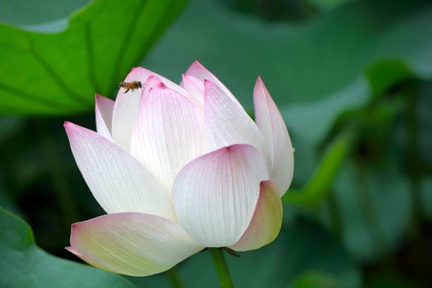 istock Pink lotus flower 692755554