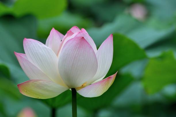 istock Pink lotus flower 692755562