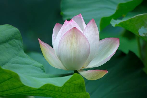 istock Pink lotus flower 692755638