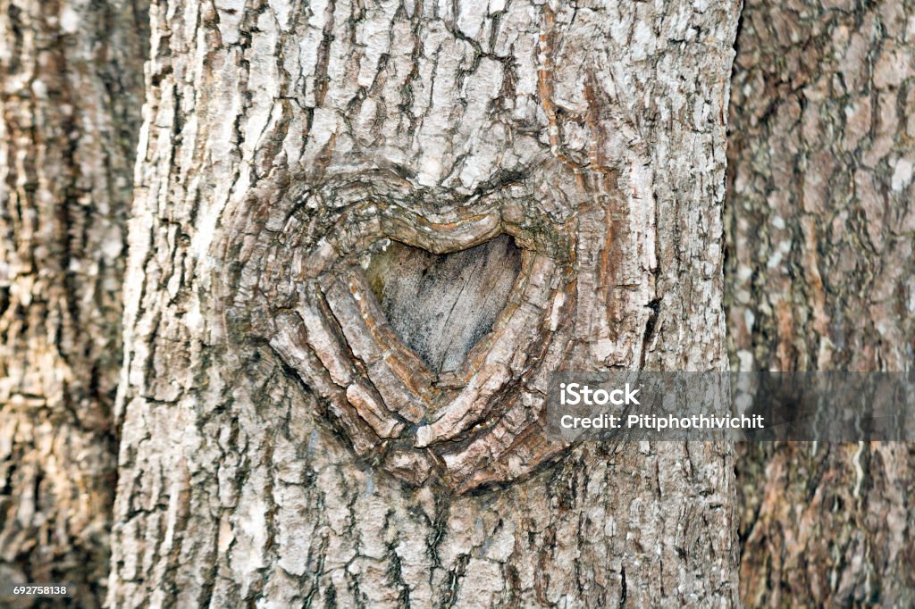 The heart shape bark of tree Symbol of love Carving - Craft Product Stock Photo