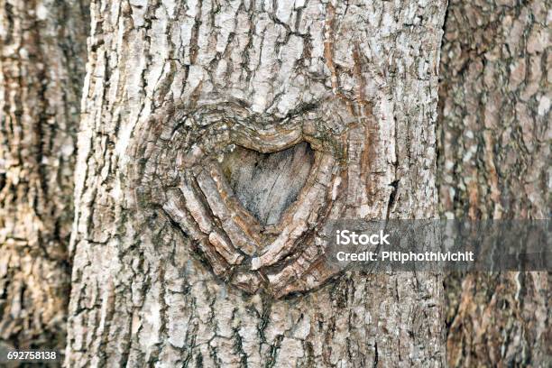 The Heart Shape Bark Of Tree Stock Photo - Download Image Now - Carving - Craft Product, Tree, Identity