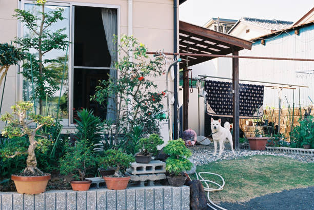 istock Garden and dog 692759044