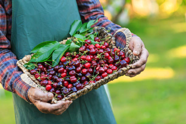 istock Unrecognizable mature man holding a basket with cherry fruits 692759122