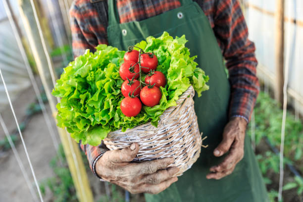 istock Farmer holding a basket with tomatoes and lettuce 692759128
