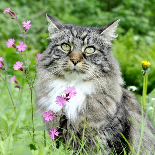 istock Norwegian forest cat in flower field 692761738