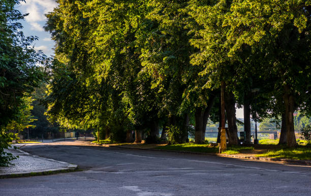 istock longest european linden alley 692762134