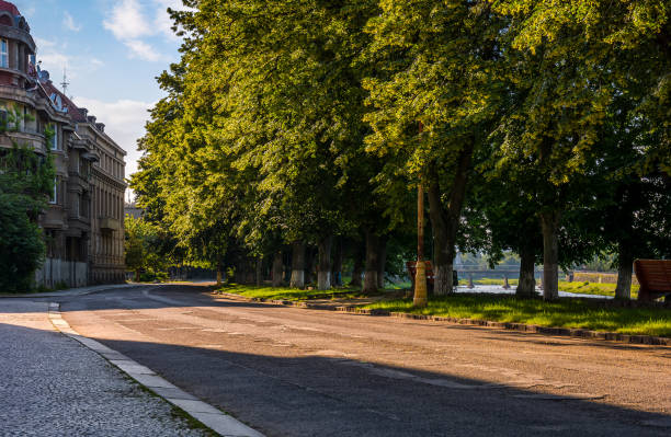 istock longest european linden alley 692762296