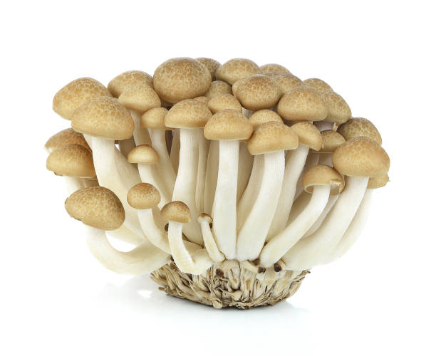 istock brown beech mushroom isolated on white 692762594