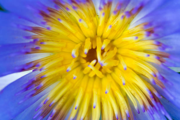 istock Beautiful waterlily or lotus flower. 692762610