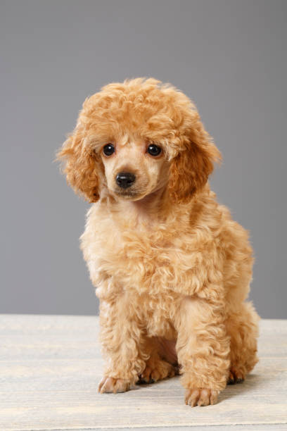 istock Dog Cute miniature poodle puppy 692764802