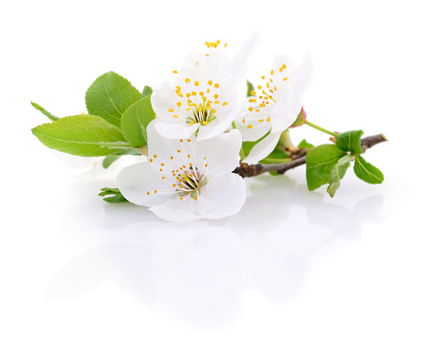 Blossoming an cherry on a white background