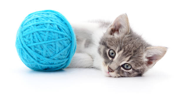 Cat with ball of yarn stock photo