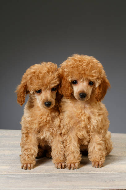 istock Dog Cute miniature poodle puppy 692765160