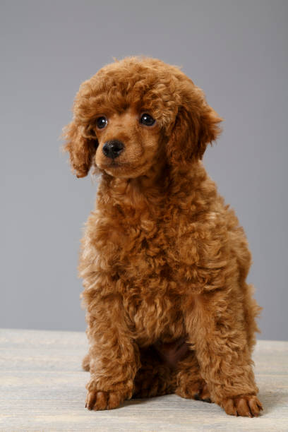 istock Dog Cute miniature poodle puppy 692765244