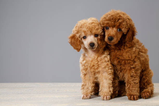 istock Dog Cute miniature poodle puppy 692765384
