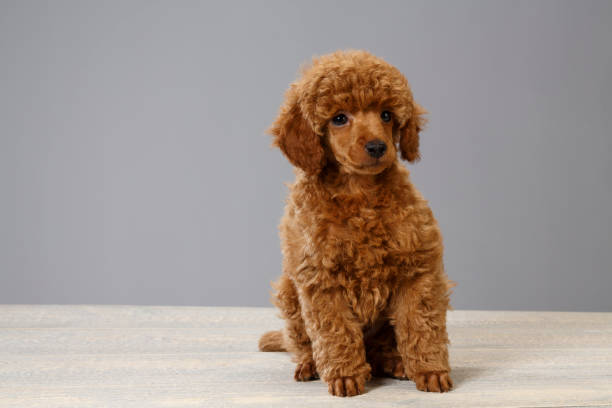 istock Dog Cute miniature poodle puppy 692765456