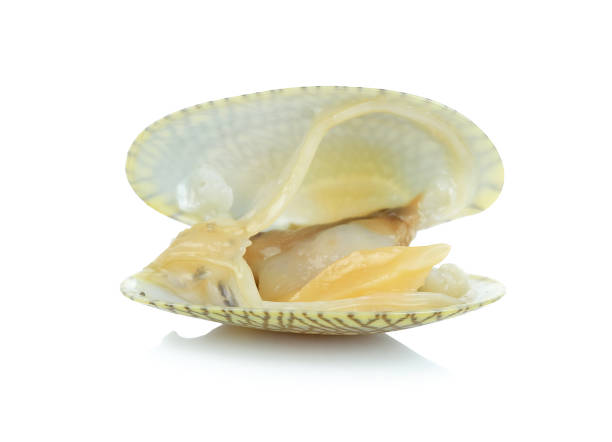 istock Fresh raw Surf clam on a white background 692768226