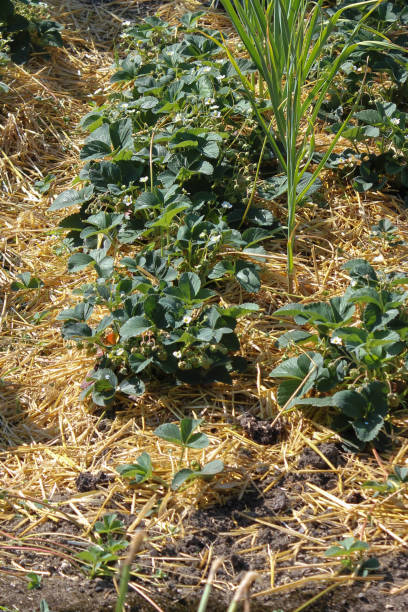 istock plants on a german cottage garden 692768960
