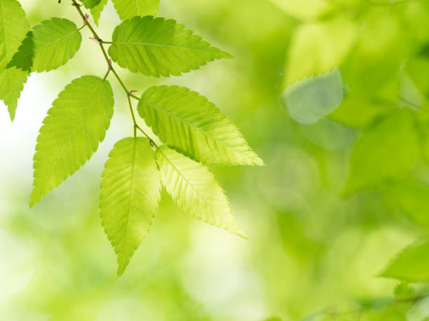 istock Fresh green zelkova leaves 692769366
