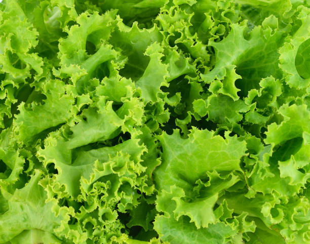 istock Image of lettuce as a background, closeup,macro 692769760
