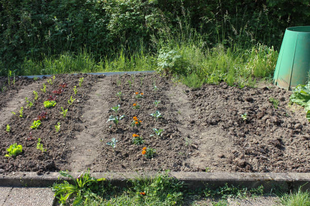istock plants on a german cottage garden 692771878