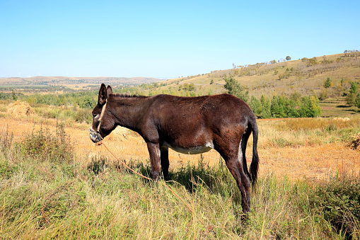 Autumn, a donkey was eating grass