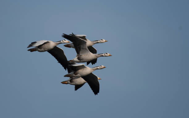 bar headed Goose flock of bar headed Goose FLying bar headed goose anser indicus stock pictures, royalty-free photos & images