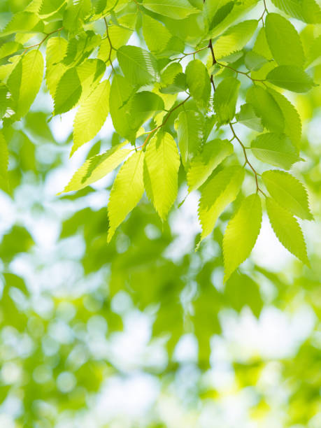 istock Fresh green zelkova leaves 692772172