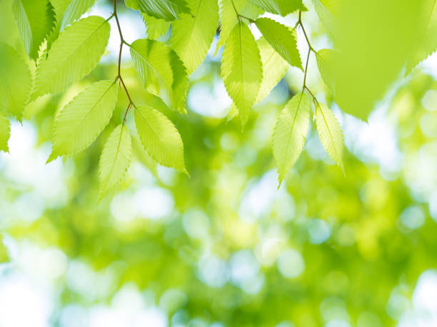istock Fresh green zelkova leaves 692772354