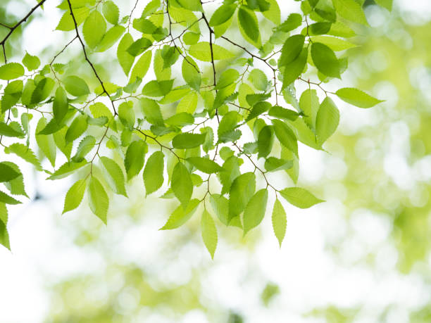 istock Fresh green zelkova leaves 692772514