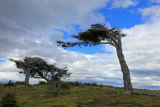 istock Tree deformed by wind, Patagonia, Argentina 692775840