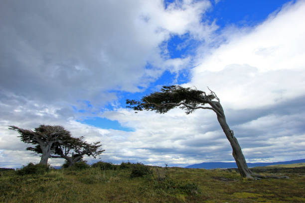 istock Tree deformed by wind, Patagonia, Argentina 692775990