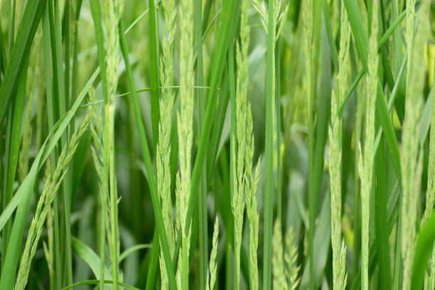 Macro picture a bunch of Rye grass.