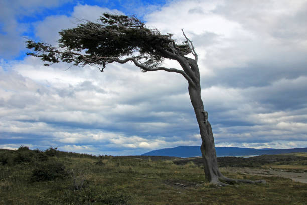 istock Tree deformed by wind, Patagonia, Argentina 692776154