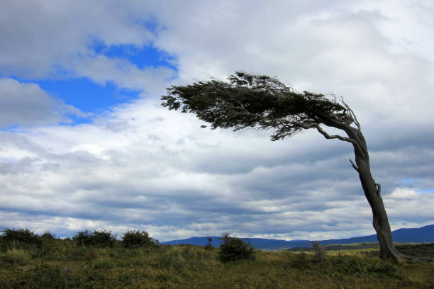 istock Tree deformed by wind, Patagonia, Argentina 692778308