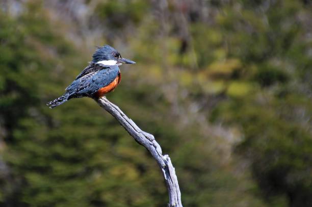 Beautiful Ringed Kingfisher, megaceryle torquata, on a tree branch, Tierra Del Fuego, Patagonia, Argentina Beautiful Ringed Kingfisher, megaceryle torquata, on a tree branch, Beagle Channel near Ushuaia,Tierra Del Fuego, Patagonia, Argentina tierra del fuego province argentina stock pictures, royalty-free photos & images