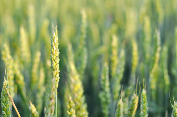istock Field of wheat background. 692779548