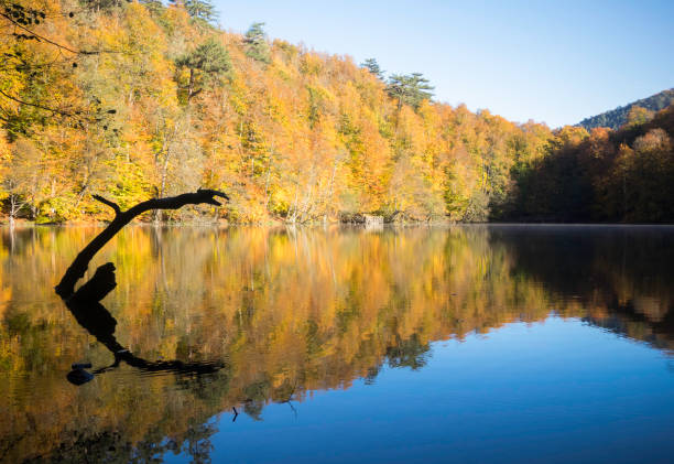 réflexion de l’arbre dans le lac en automne - tree stream forest woods photos et images de collection