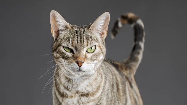 Cute european cat portrait Close up portrait of cute little european cat against gray background. Puppy of stray cat looking at camera with suspicious expression. Sharp focus on eyes. Horizontal studio portrait. stray animal photos stock pictures, royalty-free photos & images