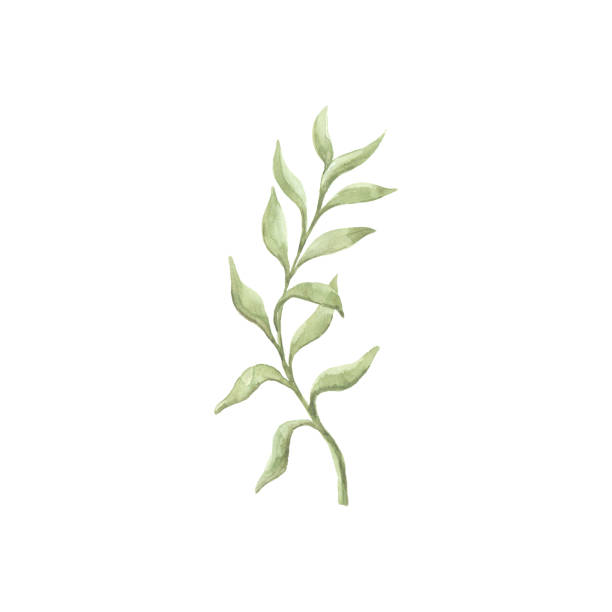 istock Bright watercolor leaf isolated on white background 692786738