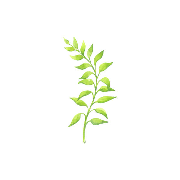 istock Bright watercolor leaf isolated on white background 692786748