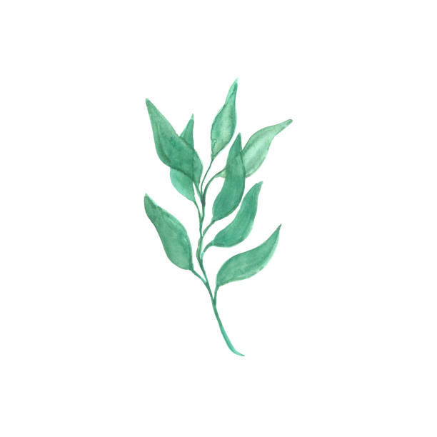 istock Bright watercolor leaf isolated on white background 692786856
