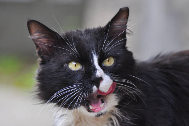 istock Hungry Norwegian  licking his lips, 692788112