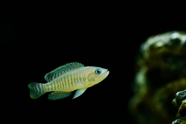 istock Neolamprologus multifasciatus 692790474