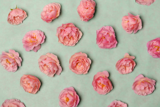 istock arrangement of pink roses 692790874