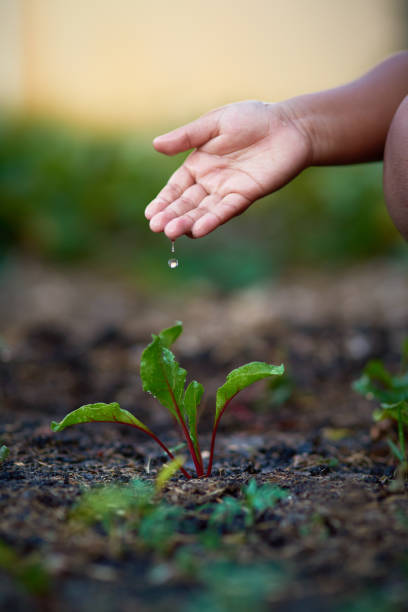 istock Care for and conserve nature 692791298