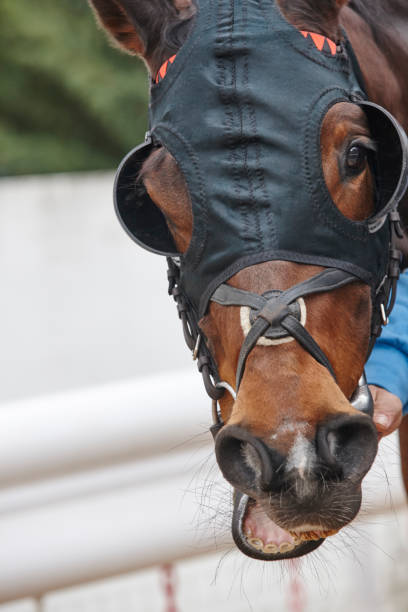istock Race horse head ready to run. Paddock area. 692793694